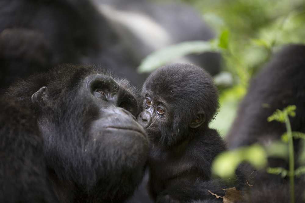 Bwindi National Park