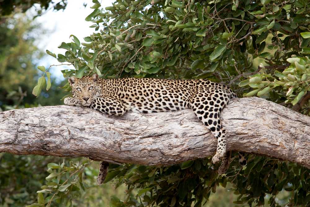 Hwange National Park