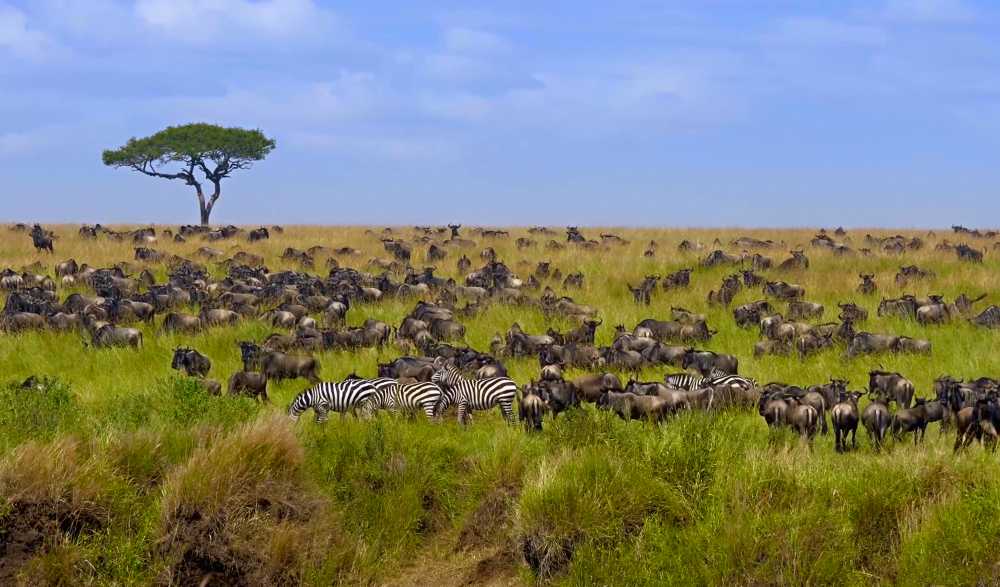 Kenya Safari Circuit