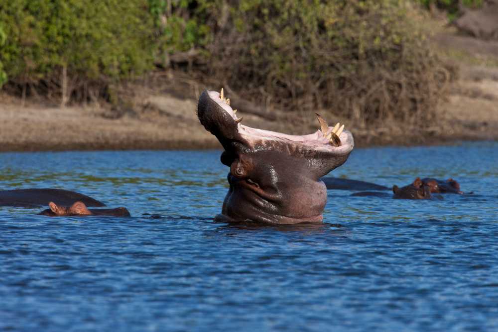 MOREMI GAME RESERVE