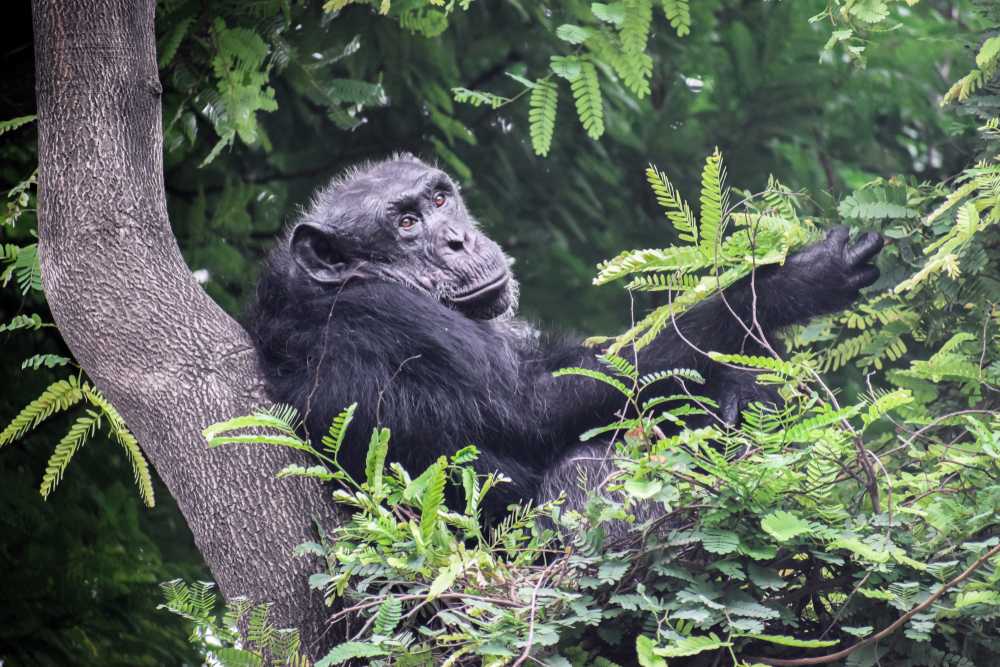 NYUNGWE NATIONAL PARK