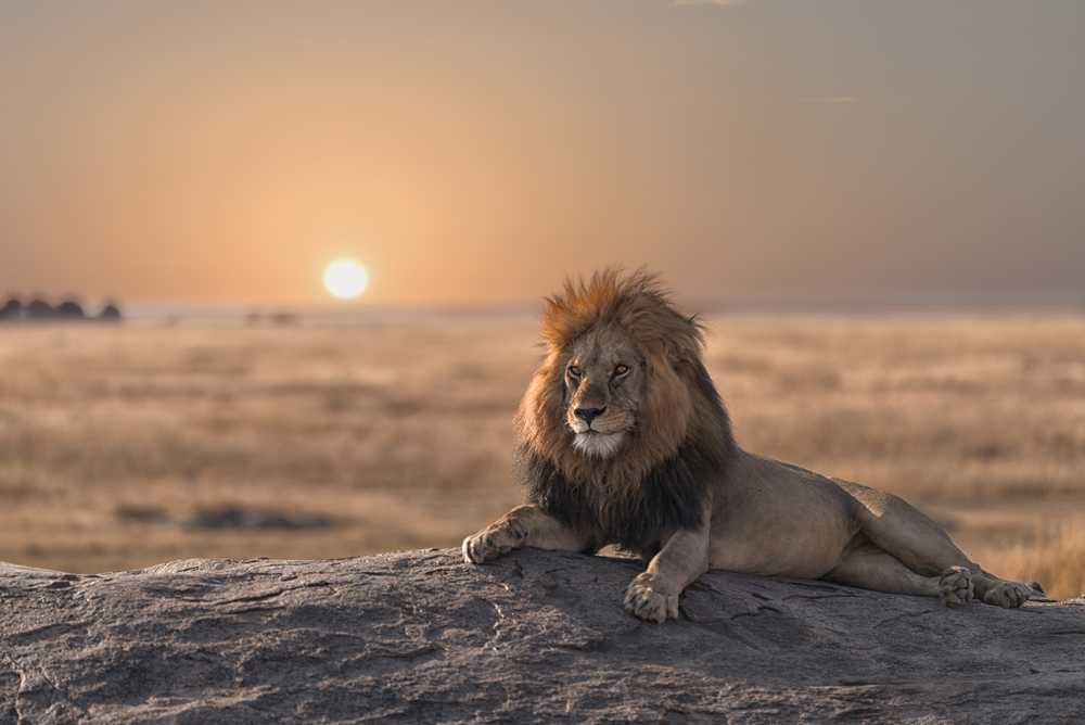 SERENGETI NATIONAL PARK