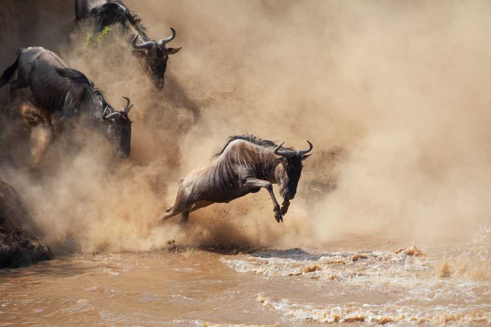 Tanzania Wilderness