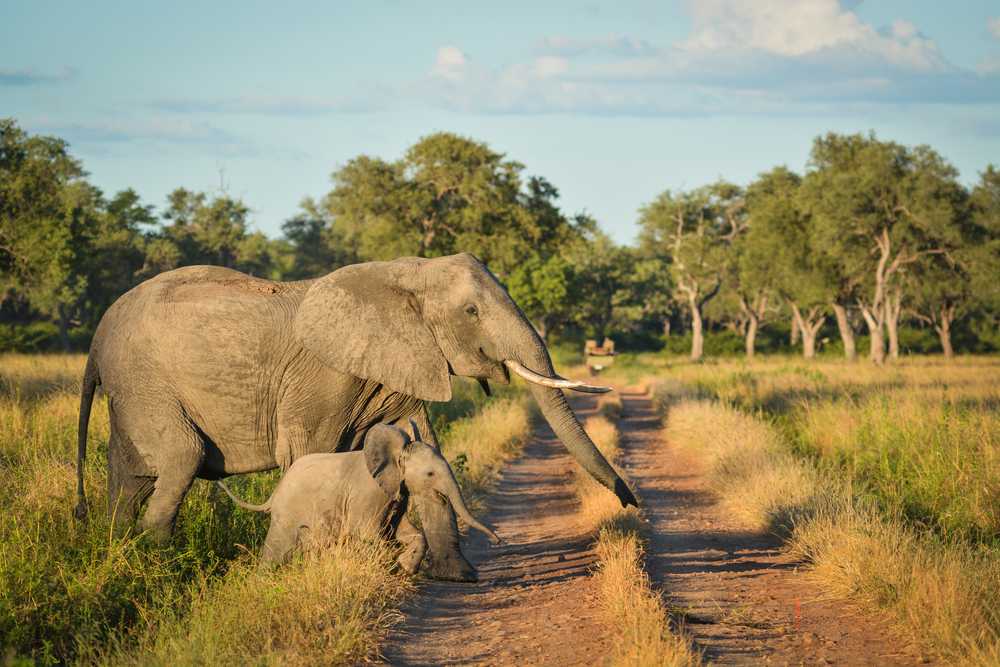 SOUTH LUANGWA NATIONAL PARK