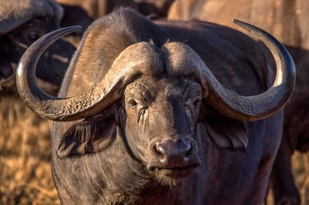 TSAVO NATIONAL PARK